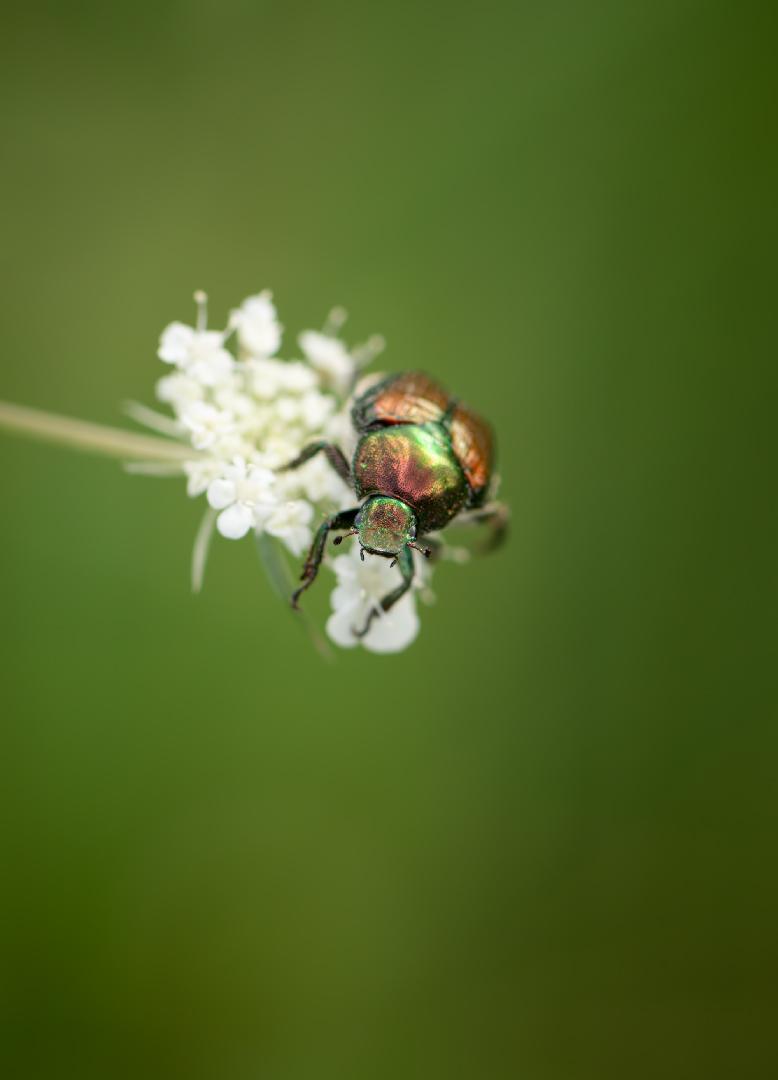 Competition entry: Living Jewel