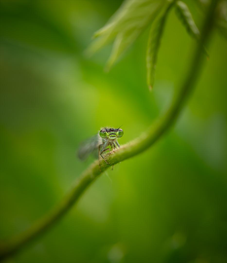 Competition entry: Damsel in the Jungle
