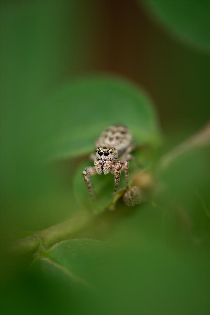 Competition entry: Spider Dream