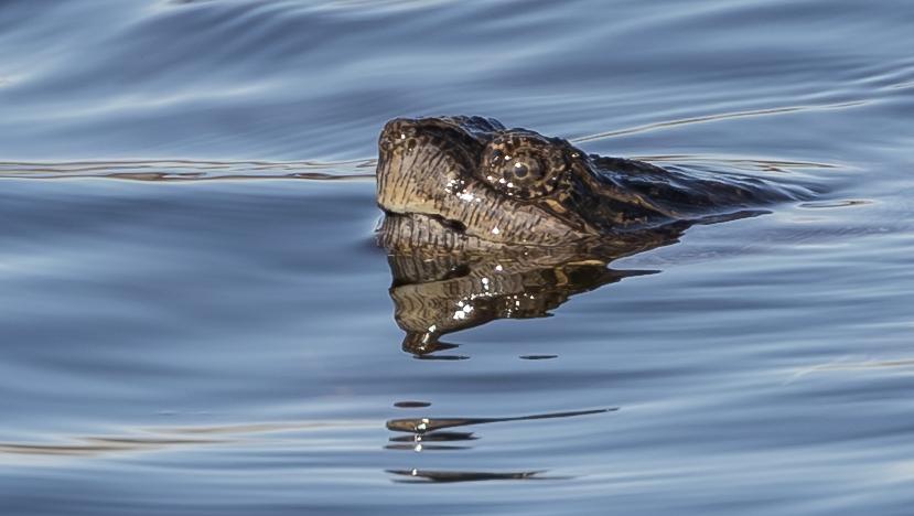 Snapper