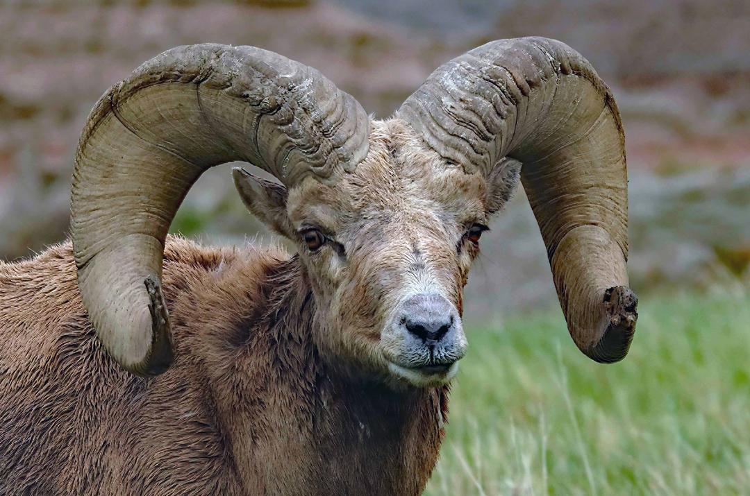 Competition entry: ram