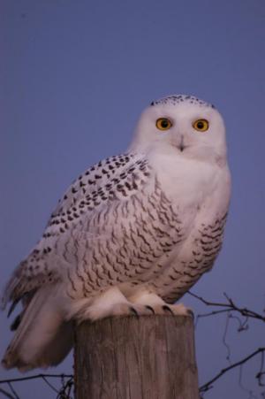 Competition entry: Big Eyes
