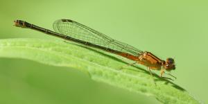 Competition entry: Eastern Forktail