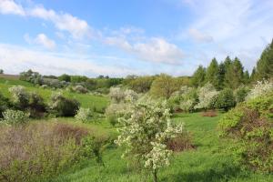 Competition entry: Blossoms