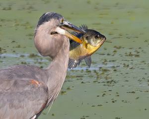 Competition entry: Bluegill for Dinner