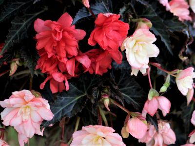 FLOWER 4