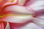 Competition entry: Dreamy Petals