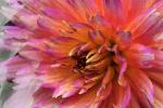 Competition entry: Creative Dahlia