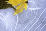 Competition entry: Leaf in ice