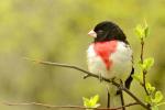 Competition entry: Rose breasted grosbeak #2