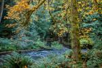 Competition entry: River through the Rainforest
