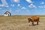 Competition entry: Longhorn