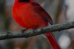 Competition entry: Mr. red