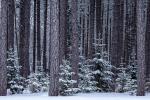 Competition entry: Winter in the Woods