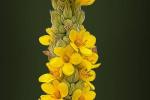 Competition entry: Yellow