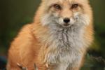 Competition entry: Red Fox