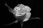 Competition entry: Rose 1