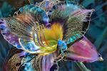Competition entry: Stained Glass Lily