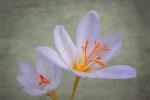 Competition entry: Fall Crocus