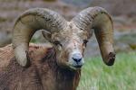 Competition entry: ram